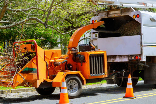 Emergency Storm Tree Removal in Rockport, TX